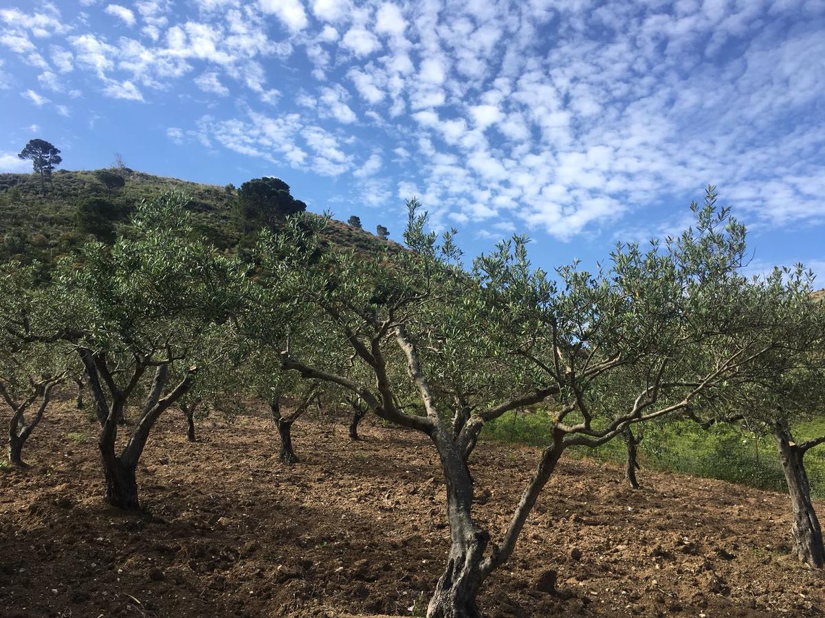 Agriturismo Casebianche Montallegro Eksteriør billede